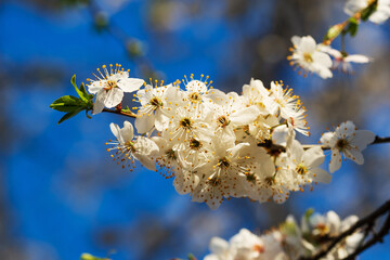 Spring natural background with a twig of blooming cherry