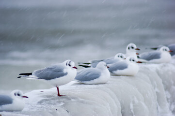 Frozen icy sea and winter beach