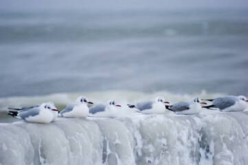Frozen icy sea and winter beach