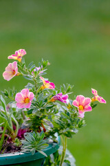 Fototapeta premium pink flowers in the garden
