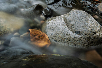 leaf in the stream