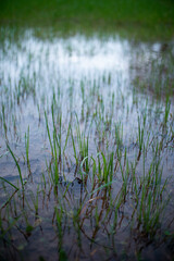 beautiful green wet grass after rainy day
