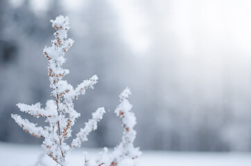 the bush is covered with frost and snow. winter background