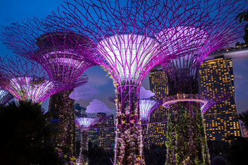 Solar-powered supertrees at dusk in Gardens By The Bay, Singapore.