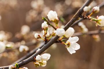 Delicate flowers with imitation of a vintage film photo