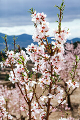 Flowers of the branches of an almond tree