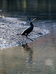 Einzelner alter Kormoran mit grauen Federn (Phalacrocorax carbo) am Ufer eines Gewässers sitzend