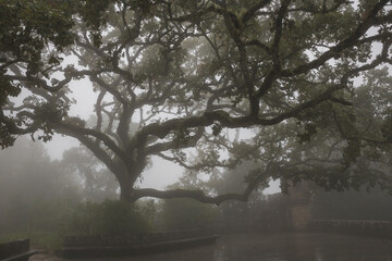Huge tree among the fog in fifth of regaleira