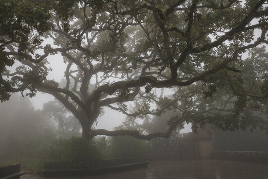 Huge tree among the fog in fifth of regaleira