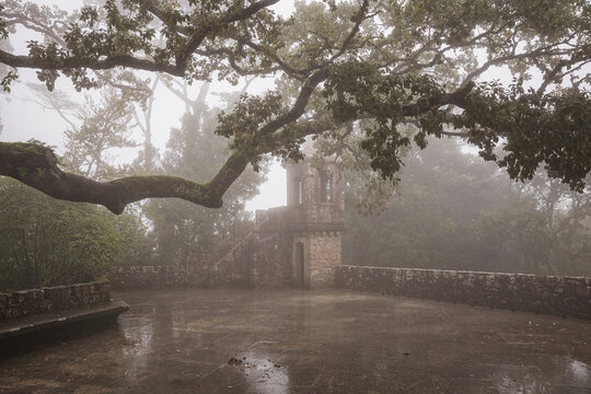 Tower among the fog next to huge tree