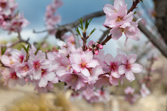 Flowers of the branch of an almond tree