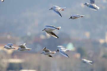 Stormo di gabbiani in volo 