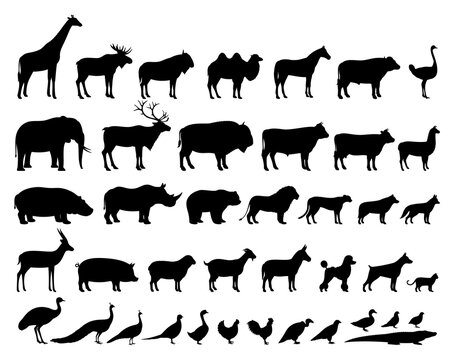 Vector domestic and wild animals silhouettes collection. Livestock and poultry icons. Herbivore and carnivore, predators and prey