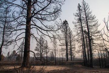 Desolation from the Sheep Fire in Lassen County, Northern California, USA.
