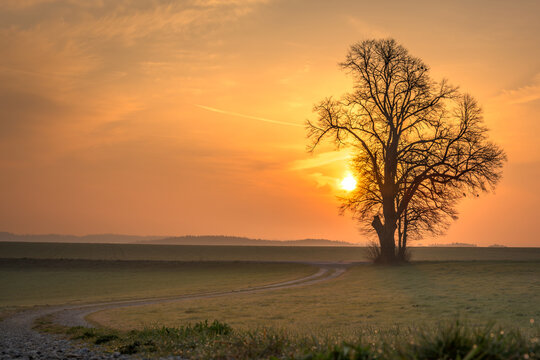  Gravel path leads to a single tree in foggy morning mood in the sunrise © Karoline Thalhofer