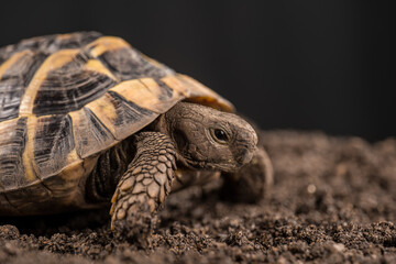 Eastern Hermann's tortoise, European terrestrial turtle, Testudo hermanni boettgeri, turtle on a black background and garden soil
