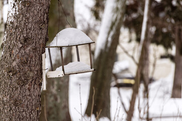 Feeder for a bird. Winter time