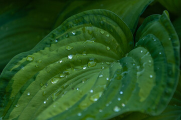 Fototapeta premium Full frame shot of green leaf plant hosta with water drops for background