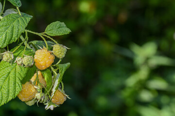 Yellow and green raspberries on the bush in green nature