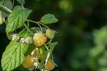 Some yellow and green raspberries on the bush