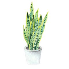 Watercolor  mother in law tongue plant illustration isolated on white.  Botanical illustration. Home potted plant. Nature trend. Hand drawn hand painted watercolor clipart. House snake plant in pot. 