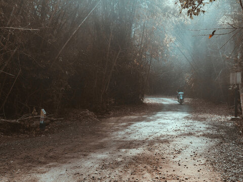 Road in bamboo forest
