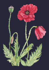 Watercolor poppy flowers illustrations on dark background. Poppies poster, wall art decor, greeting card. Hand drawn hand painted botanical artwork. Realistic florals