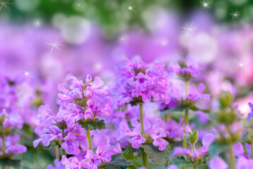 Fototapeta na wymiar Beautiful wild flowers close-up macro, pink color. With soft selective focus.