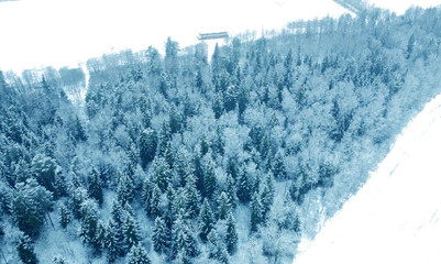 Aerial view from drone on blue snowy forest in winter