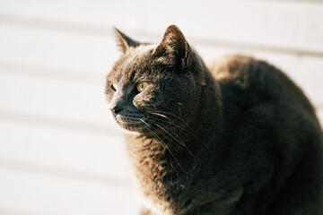 A beautiful cat sits in the sun in golden hour and catches some amazing back light. The fur shines up in the sun and the cat enjoys the heat from sun light. 