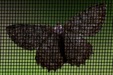 night butterfly on the grid
