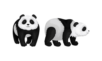 Naklejka premium Giant Panda or Panda Bear with Black Patches Around its Eyes and Ears in Standing Pose Vector Set