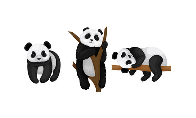 Giant Panda or Panda Bear with Black Patches Around its Eyes and Ears Sitting on Tree Branch and Standing Vector Set