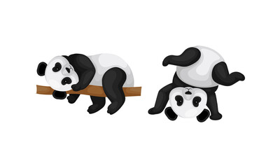 Black and White Panda Bear or Giant Panda with Patches Around its Eyes and Ears Lying on Tree Branch Vector Set
