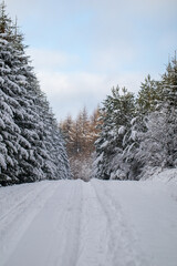 winter landscape with snow