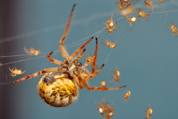 Close up Spider's nest,   Cobweb spider. They started making silk to protect their bodies and their eggs.