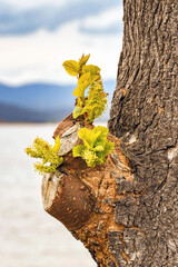 Green shoots from regrowth on the stump of a pruned tree