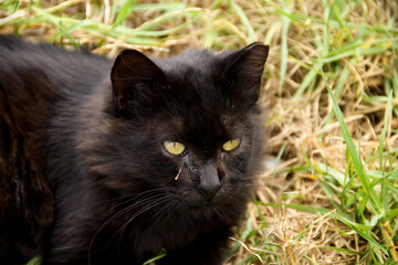 Naklejka na ściany i meble Black cat showing signs of an eye infection, with a discharge from its right eye