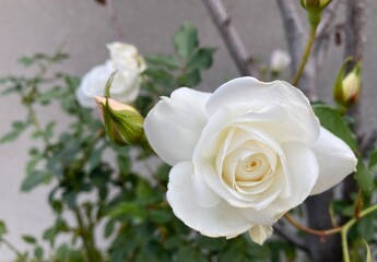 white rose in a garden