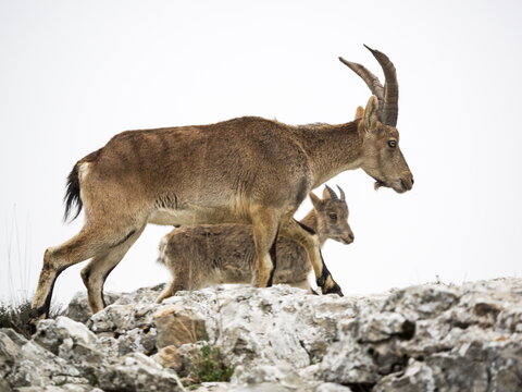 Male Hispanic Ibex (Capra Pyrenaica) Torcal de Antequera, Spain.