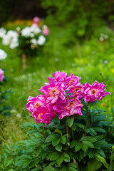 Obraz premium nice peony in the garden