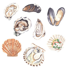 Watercolor seafood illustrations Shells, scallops, mollusks, oysters French cuisine Healthy dinner Cook book Recipe book Restaurant menu Mediterranean diet Cooked seafood