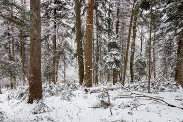 Winter forest in the snow