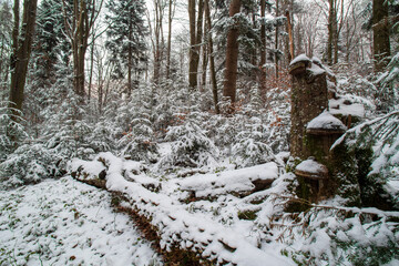 Winter forest in the snow