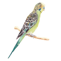 Watercolor animal illustration Colorful budgerigar Great for post and greeting cards, posters, patterns and prints Cute animal realistic illustration Watercolor clipart.