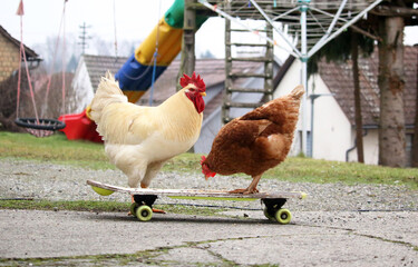 Huhn mit Skateboard