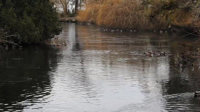 Ducks swimming in the cold pond.  West Vancouver BC Canada  
