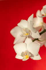 Fototapeta na wymiar white orchid on red