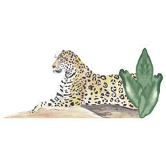 Watercolor animal illustration isolated on white background. Wild jaguar. Hand drawn hand painted watercolor clipart great for post card, invitations, posters 