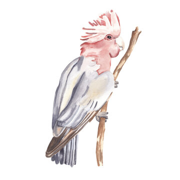 recommend clip art: Watercolor bird illustration isolated on white background. Pink Australian Galah. Hand drawn hand painted watercolor clipart great for post card, invitations, posters 